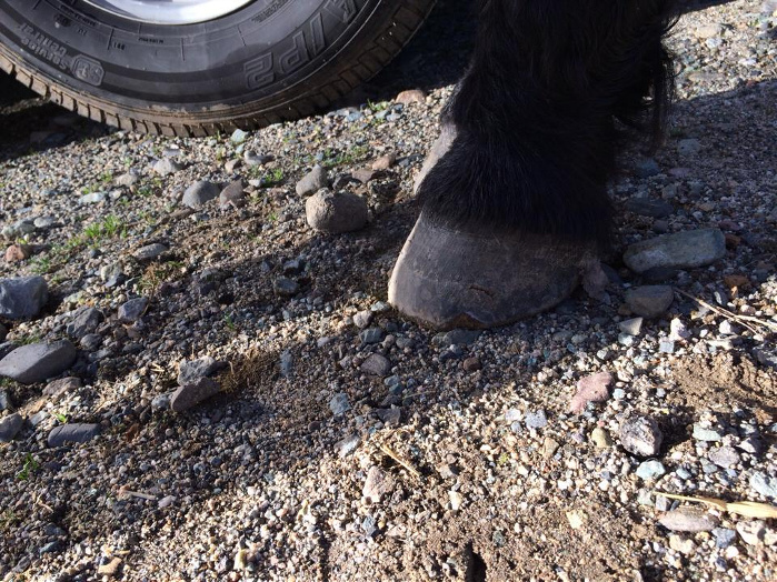 Photos of Jazz hooves after a 10-mile conditioning ride