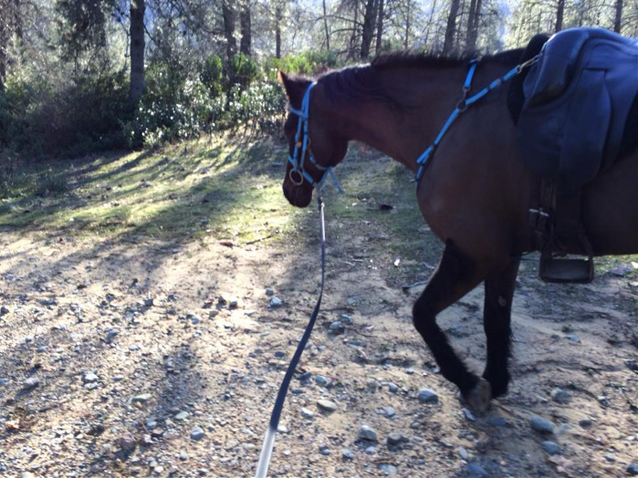 Photos of Jazz hooves after a 10-mile conditioning ride