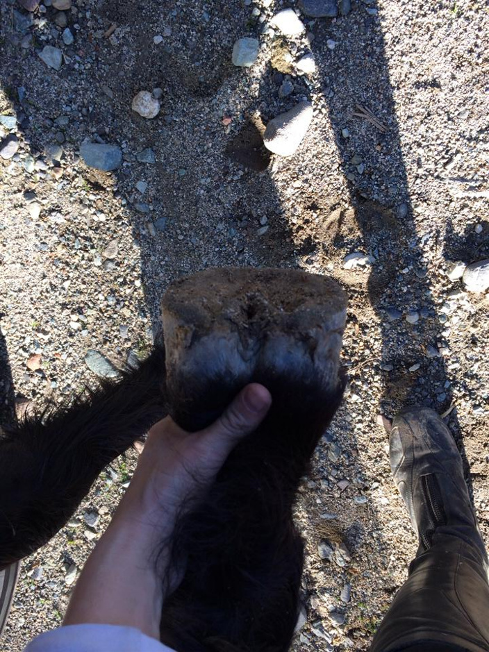 Photos of Jazz hooves after a 10-mile conditioning ride