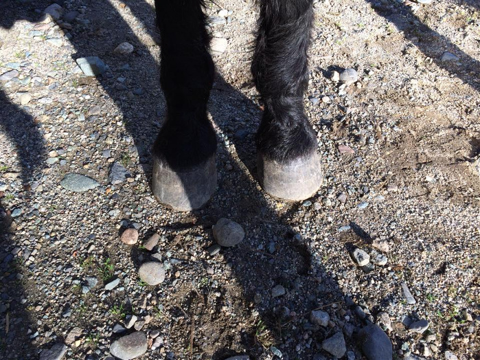 Photos of Jazz hooves after a 10-mile conditioning ride