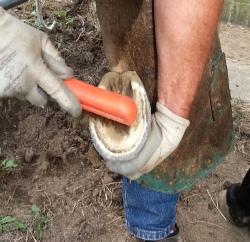 Hoof Armor Application Sequence