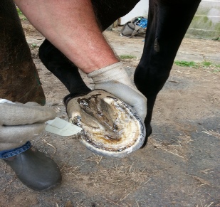 Hoof Armor Application Sequence